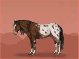 Appaloosa